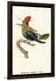 Hummingbird: Male Trochilus Ornatus-Sir William Jardine-Framed Art Print