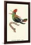 Hummingbird: Male Trochilus Ornatus-Sir William Jardine-Framed Art Print