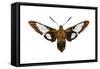 Hummingbird Moth (Hemaris Thysbe), Insects-Encyclopaedia Britannica-Framed Stretched Canvas