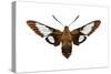 Hummingbird Moth (Hemaris Thysbe), Insects-Encyclopaedia Britannica-Stretched Canvas