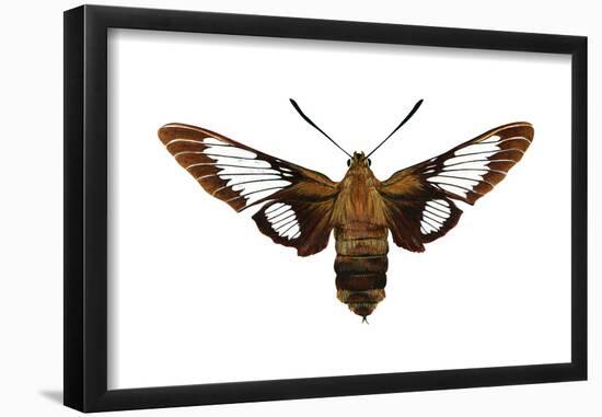 Hummingbird Moth (Hemaris Thysbe), Insects-Encyclopaedia Britannica-Framed Poster