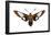 Hummingbird Moth (Hemaris Thysbe), Insects-Encyclopaedia Britannica-Framed Poster