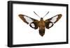 Hummingbird Moth (Hemaris Thysbe), Insects-Encyclopaedia Britannica-Framed Poster