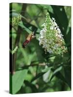 Hummingbird Moth-Gary Carter-Stretched Canvas