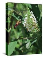 Hummingbird Moth-Gary Carter-Stretched Canvas