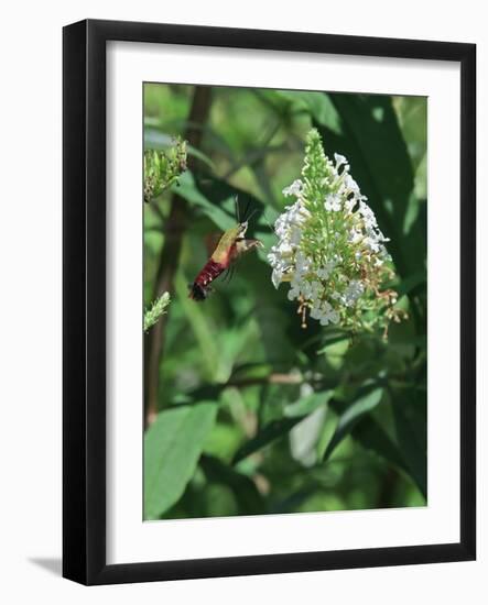 Hummingbird Moth-Gary Carter-Framed Photographic Print