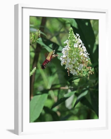 Hummingbird Moth-Gary Carter-Framed Photographic Print