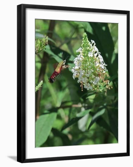 Hummingbird Moth-Gary Carter-Framed Photographic Print