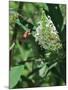 Hummingbird Moth-Gary Carter-Mounted Photographic Print