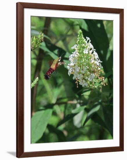 Hummingbird Moth-Gary Carter-Framed Photographic Print