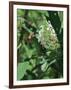 Hummingbird Moth-Gary Carter-Framed Photographic Print