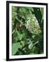 Hummingbird Moth-Gary Carter-Framed Photographic Print