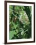 Hummingbird Moth-Gary Carter-Framed Photographic Print