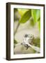 Hummingbird Nest-Karyn Millet-Framed Photographic Print