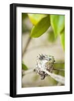 Hummingbird Nest-Karyn Millet-Framed Photographic Print