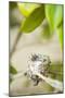 Hummingbird Nest-Karyn Millet-Mounted Photographic Print