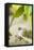 Hummingbird Nest-Karyn Millet-Framed Stretched Canvas