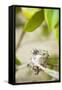 Hummingbird Nest-Karyn Millet-Framed Stretched Canvas