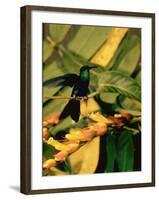 Hummingbird on a Branch in Amazonia-Dmitri Kessel-Framed Photographic Print