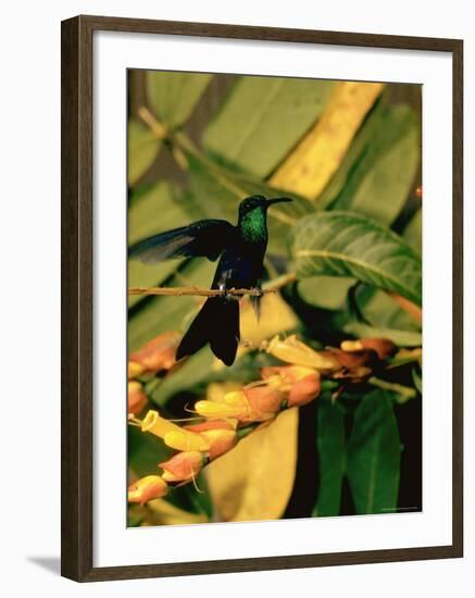Hummingbird on a Branch in Amazonia-Dmitri Kessel-Framed Photographic Print