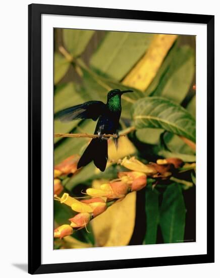 Hummingbird on a Branch in Amazonia-Dmitri Kessel-Framed Photographic Print