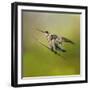 Hummingbird on Lime-Jai Johnson-Framed Giclee Print