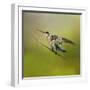 Hummingbird on Lime-Jai Johnson-Framed Giclee Print