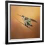 Hummingbird on Peach-Jai Johnson-Framed Giclee Print