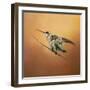 Hummingbird on Peach-Jai Johnson-Framed Giclee Print