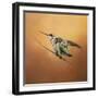 Hummingbird on Peach-Jai Johnson-Framed Giclee Print