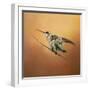 Hummingbird on Peach-Jai Johnson-Framed Giclee Print