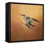 Hummingbird on Peach-Jai Johnson-Framed Stretched Canvas