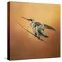 Hummingbird on Peach-Jai Johnson-Stretched Canvas