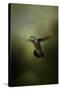 Hummingbird over Water-Jai Johnson-Stretched Canvas