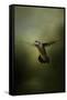 Hummingbird over Water-Jai Johnson-Framed Stretched Canvas