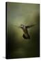 Hummingbird over Water-Jai Johnson-Stretched Canvas