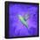 Hummingbird Passion-Thomas Deir-Framed Poster