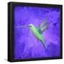 Hummingbird Passion-Thomas Deir-Framed Poster