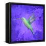 Hummingbird Passion-Thomas Deir-Framed Stretched Canvas