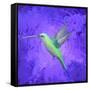 Hummingbird Passion-Thomas Deir-Framed Stretched Canvas