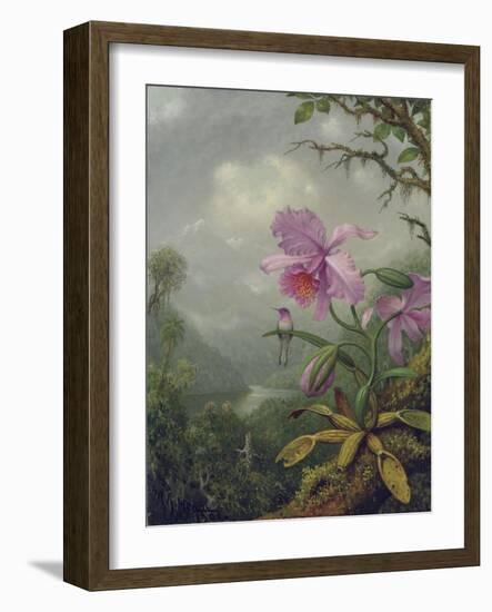 Hummingbird Perched on an Orchid Plant, 1901-Martin Johnson Heade-Framed Giclee Print