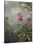Hummingbird Perched on an Orchid Plant, 1901-Martin Johnson Heade-Stretched Canvas