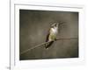 Hummingbird Portrait-Jai Johnson-Framed Giclee Print