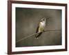 Hummingbird Portrait-Jai Johnson-Framed Giclee Print