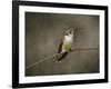 Hummingbird Portrait-Jai Johnson-Framed Giclee Print