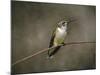 Hummingbird Portrait-Jai Johnson-Mounted Giclee Print