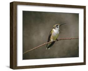 Hummingbird Portrait-Jai Johnson-Framed Giclee Print