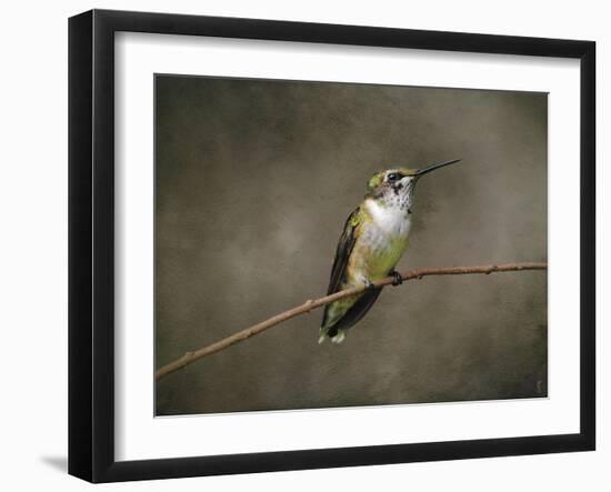 Hummingbird Portrait-Jai Johnson-Framed Giclee Print