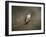 Hummingbird Portrait-Jai Johnson-Framed Giclee Print