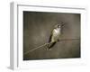 Hummingbird Portrait-Jai Johnson-Framed Giclee Print